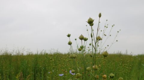 vlasveld, flax field