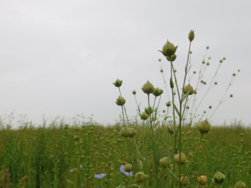 vlasveld, flax field